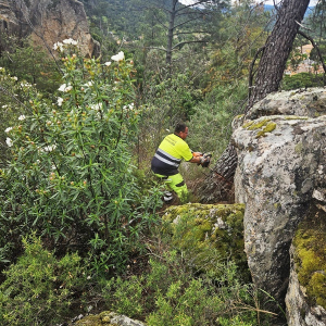 Conservación de la línea eléctrica a Sta. Catalina. Podas realizadas por personal del Ayuntamiento de Valdemaqueda,  apoyados por Poda en Altura (T.D.A.)